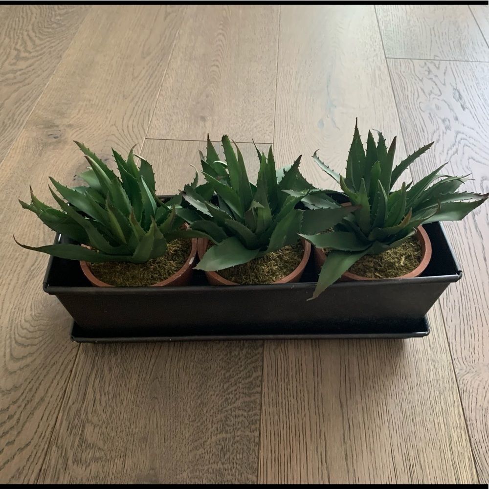Succulent decor - Picture 2 of 3